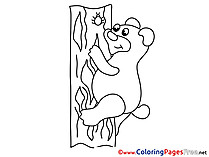 Bear Colouring