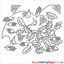 Acorn printable Coloring Pages for free