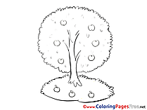 Apple Tree Colouring Sheet download free