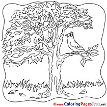 Bird Tree printable Coloring Sheets download