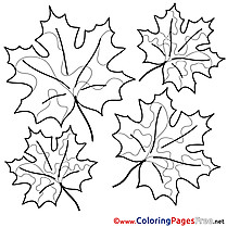 Maple Leaves Colouring Sheet download free