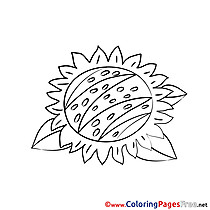 Sunflower Colouring Sheet download free