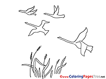 Swans Colouring Page printable free