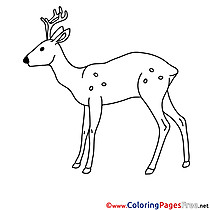 Deer Colouring Page printable free