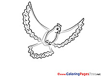 Pigeon printable Coloring Sheets download