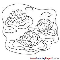 Cabbage free Colouring Page download