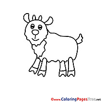 Download Colouring Sheet Sheep free