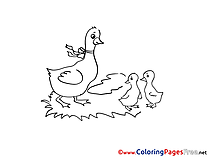 Ducks for free Coloring Pages download