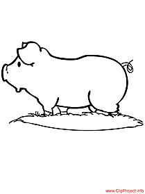 Pig image for coloring