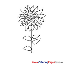 Printable Coloring Sheets Sunflower download