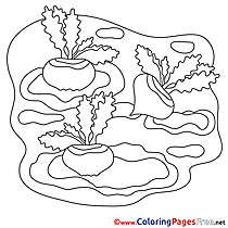 Radish for Children free Coloring Pages