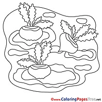 Radish for Children free Coloring Pages