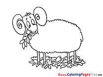 Sheep printable Coloring Pages for free