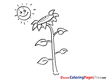 Sun with Sunflower Coloring Sheets free