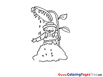 Sunflower Coloring Sheets download free