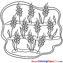 Wheat Children download Colouring Page