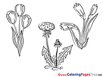 Aster free Colouring Page download