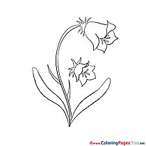 Bluebell Coloring Sheets download free