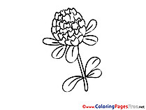 Chrisanthemum Coloring Sheets download free