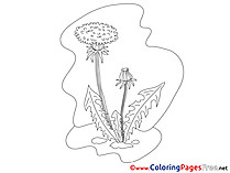 Dandelion printable Coloring Sheets download