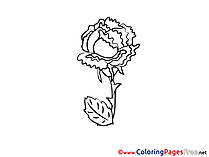 Download Rose Colouring Sheet free