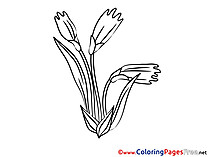 Flowering Coloring Pages for free