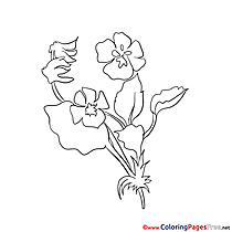 Image Flower Colouring Sheet download free