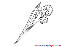 Iris printable Coloring Pages for free