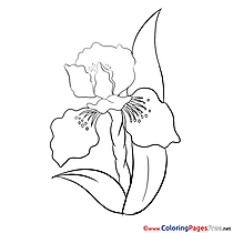 flower coloring pages