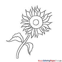 Sunflower Coloring Sheets download free