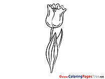 Tulip for Kids printable Colouring Page