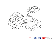 Download Fruits Colouring Sheet free