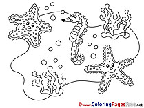 Seahorse Children Coloring Pages free