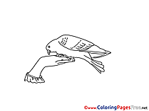 Coloring Pages Pigeon Pentecost