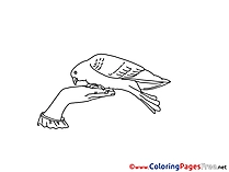 Coloring Pages Pigeon Pentecost