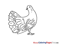 Free Pentecost Pigeon  Coloring Sheets