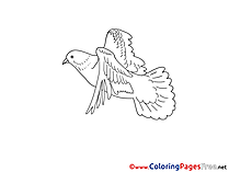 Image Pigeon printable Pentecost Coloring Sheets