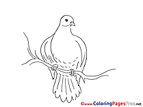 Kids Pentecost Coloring Pages Pigeon