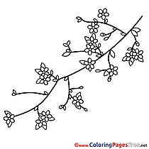 Branch Spring Colouring Sheet free