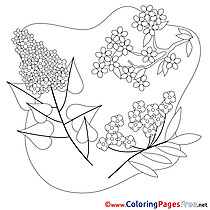 For Kids Spring Colouring Page Flowers free