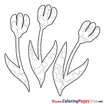 Free Spring Coloring Pages Flowers