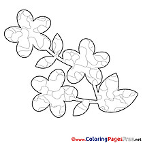 Illustration Flower Spring Colouring Sheet free