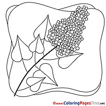 Image Lily Colouring Sheet download Spring