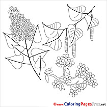 Lily printable Spring Coloring Sheets