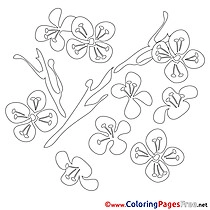 Nenuphar Coloring Pages Spring