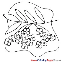 Rowan Coloring Pages Spring