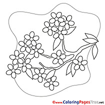 Rowan free Colouring Page Spring