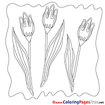 Tulips Coloring Sheets Spring free