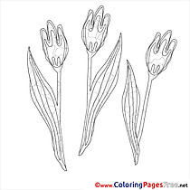 Tulips free Spring Coloring Sheets