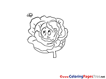 Cabbage Colouring Sheet download free